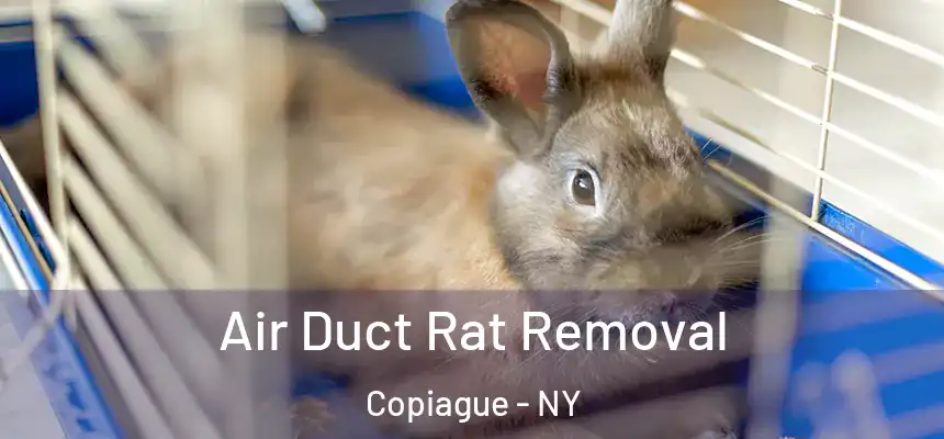  Air Duct Rat Removal Copiague - NY