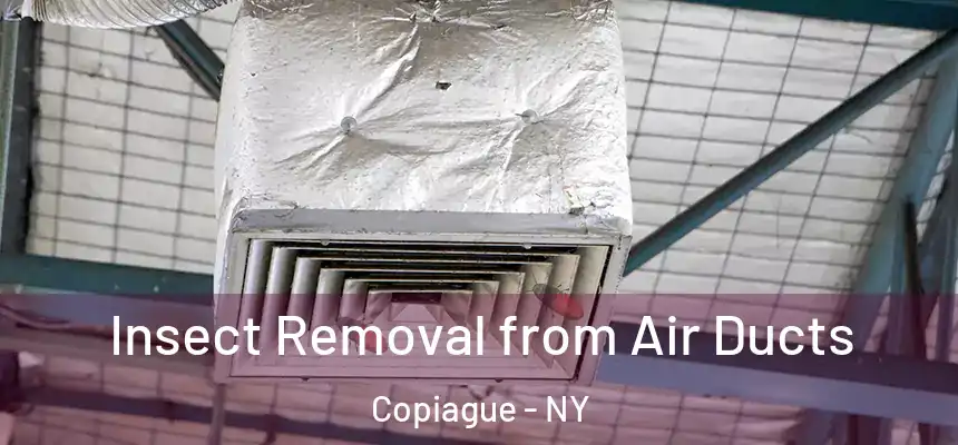Insect Removal from Air Ducts Copiague - NY